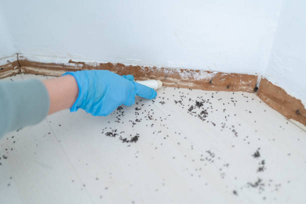 Best Termite Inspection and Treatment  in Palos Heights, IL